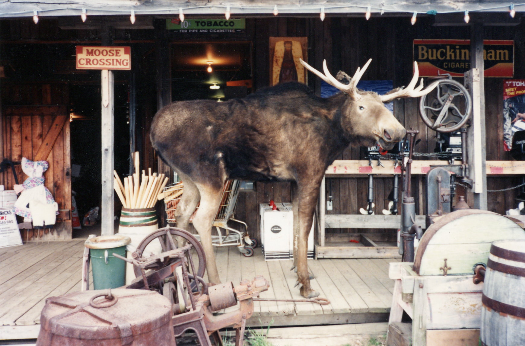 moose.jpg